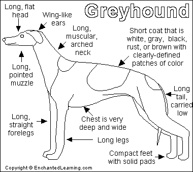Greyhound_bw