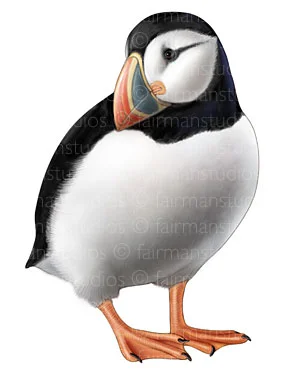 puffin