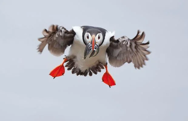 puffin_1007777i