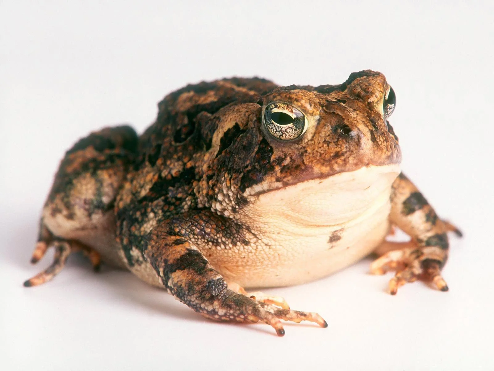 Toad-1-NYJNHB3DI1-1600x1200