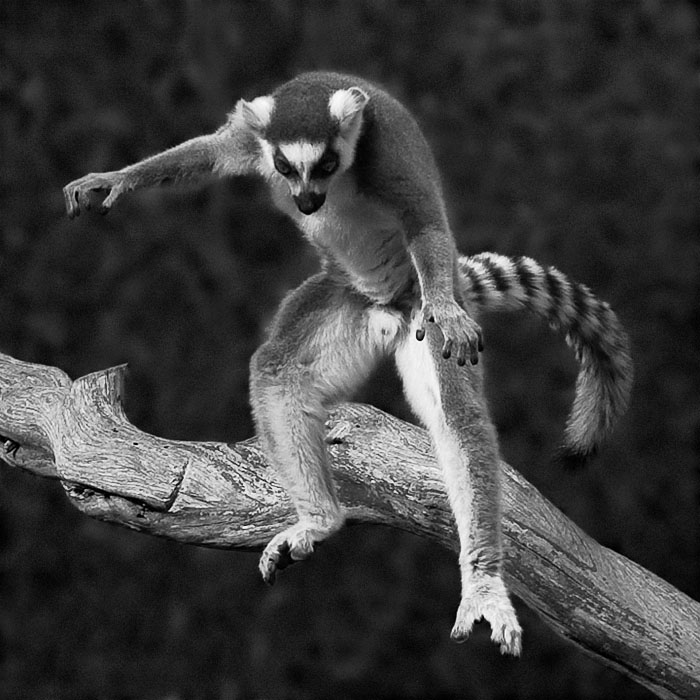 Leaping Lemur