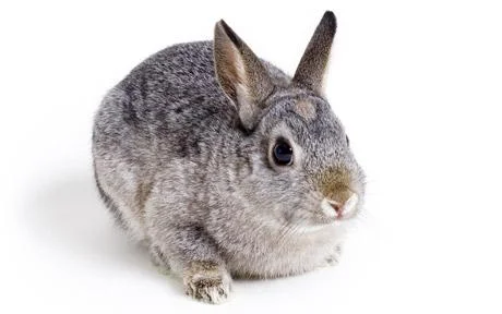 rabbit_1682758c