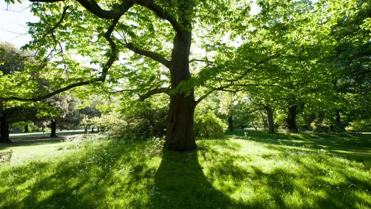 suicidal-tree.jpg
