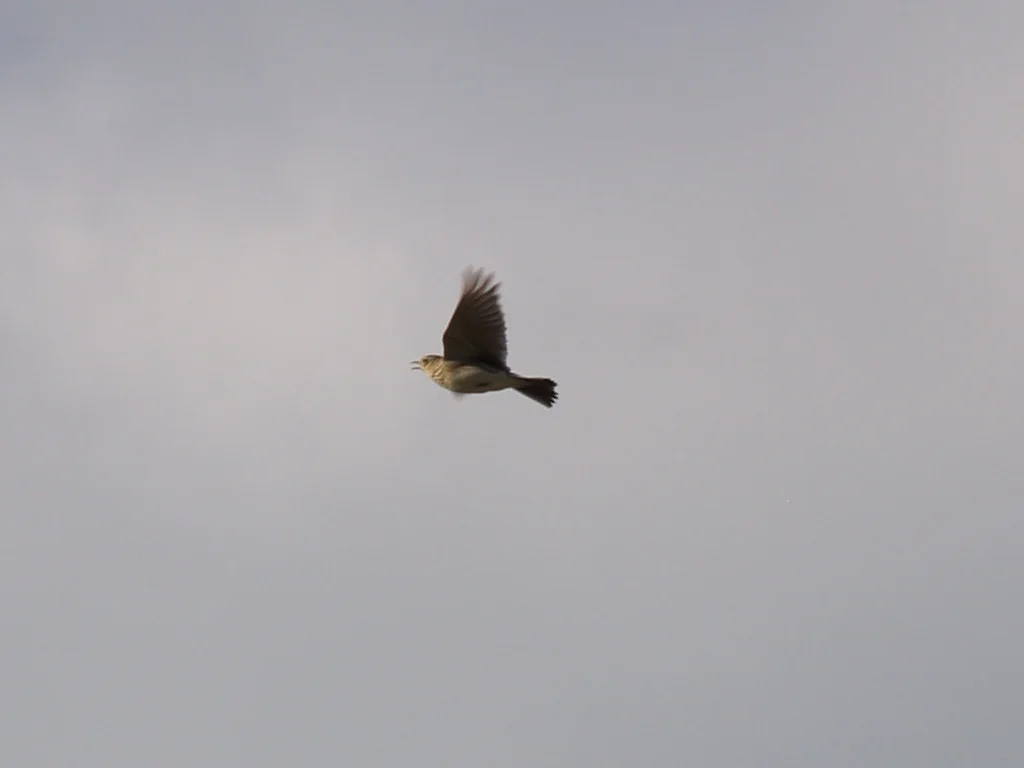 How to write:  Soar high, sing loud.