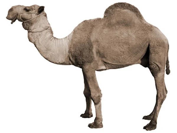 I like to think of myself as a reasonable person.