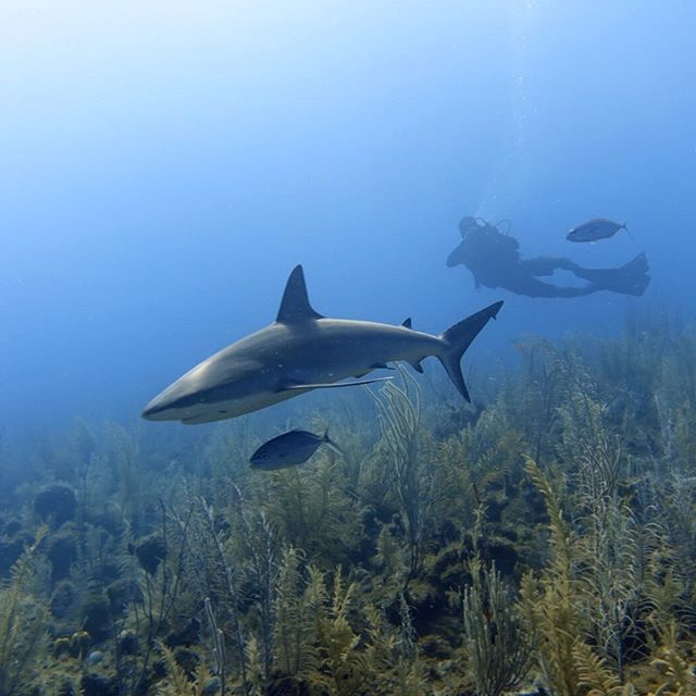💙❤️ #andadiwata #diveschool #divingwithmylove #providenciaisland #diveprovidencia #divecolombia