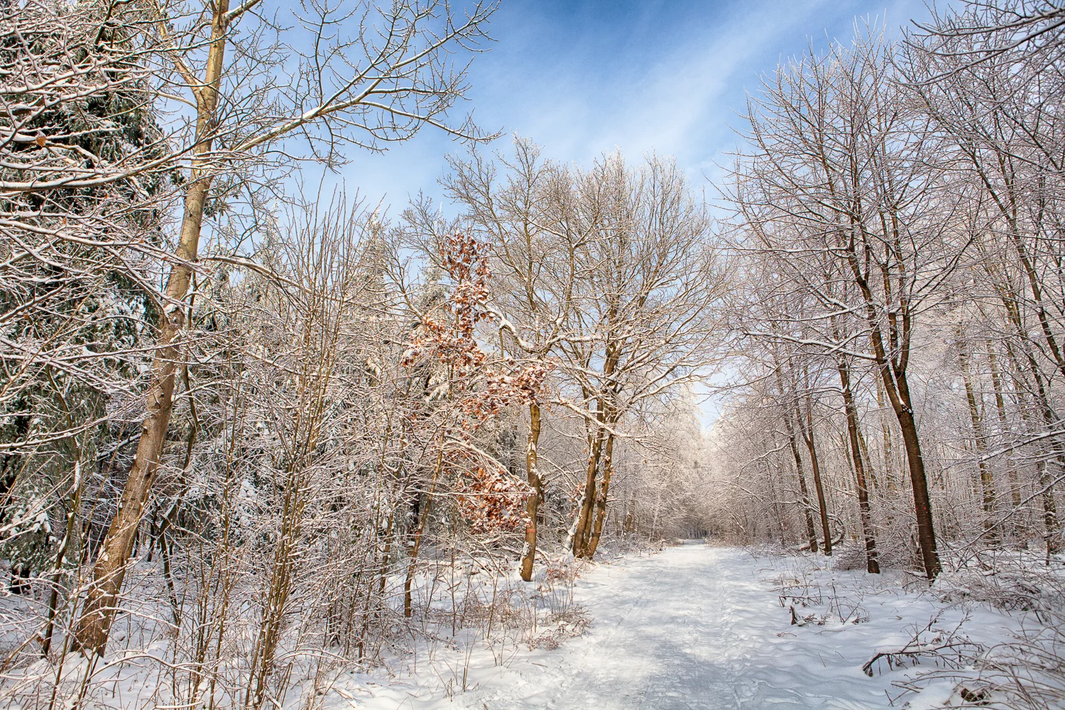 Heidelberg-Königstuhl-Winter09.jpg