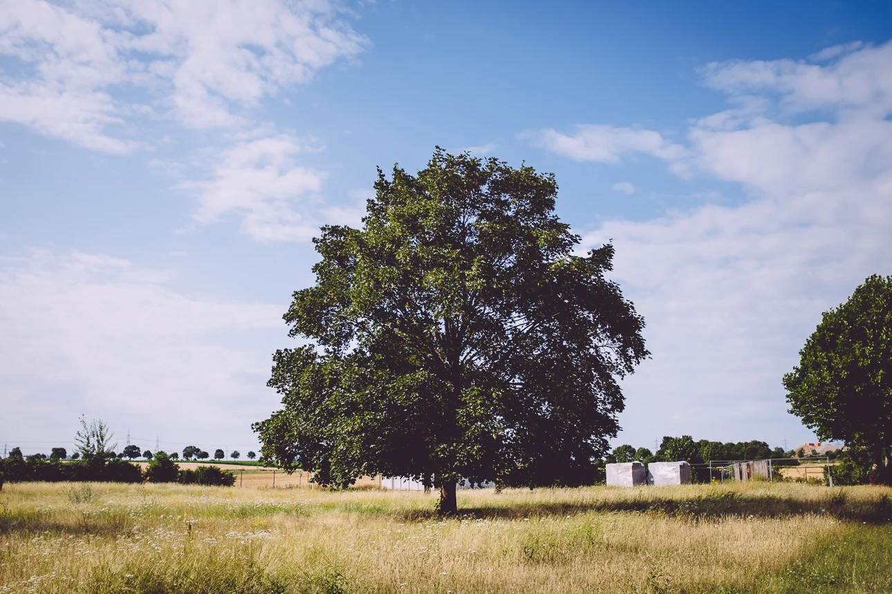 191/365 The most beautiful tree!