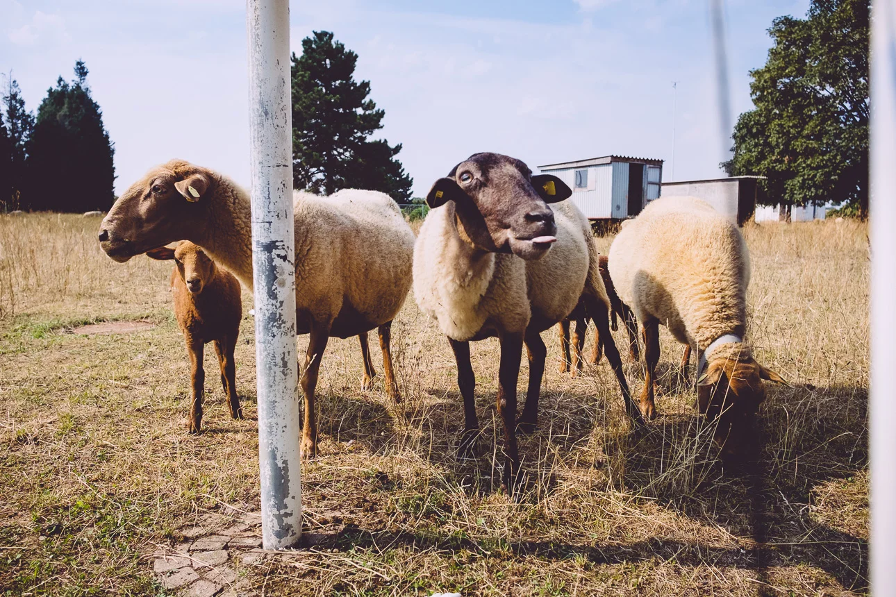 220/365 Sheep