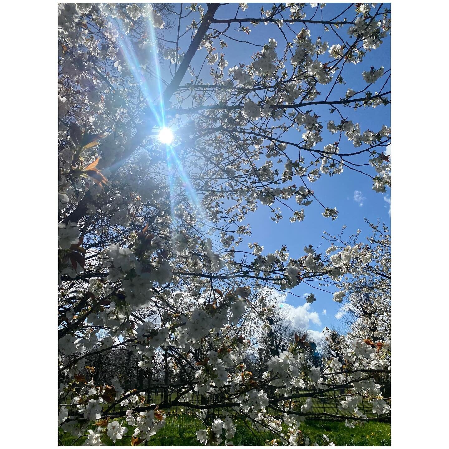 A springtime appreciation post for blossoms, camellias, blue skies and fluffy clouds 🤍🩵☁️🌸

First 7 pics from @ntdunhammassey the rest at @bhambotanicalgardens
.
.
.
#blossomwatch #springtime #outandabout #blueskies #thenationaltrust #beautifulgar