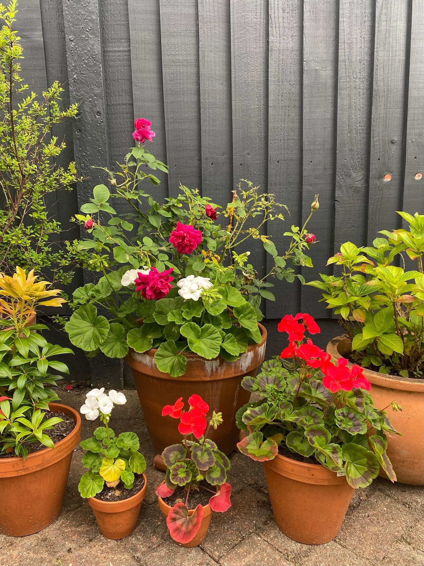JUNE// 
Went by in a flash. A month for: geraniums and roses, the @yeahyeahyeahs 🔥 , sofa coloured nails, painting and picnicking in the park, flies that wait for you at the back door ready to party in your house, multiple studio animals including m