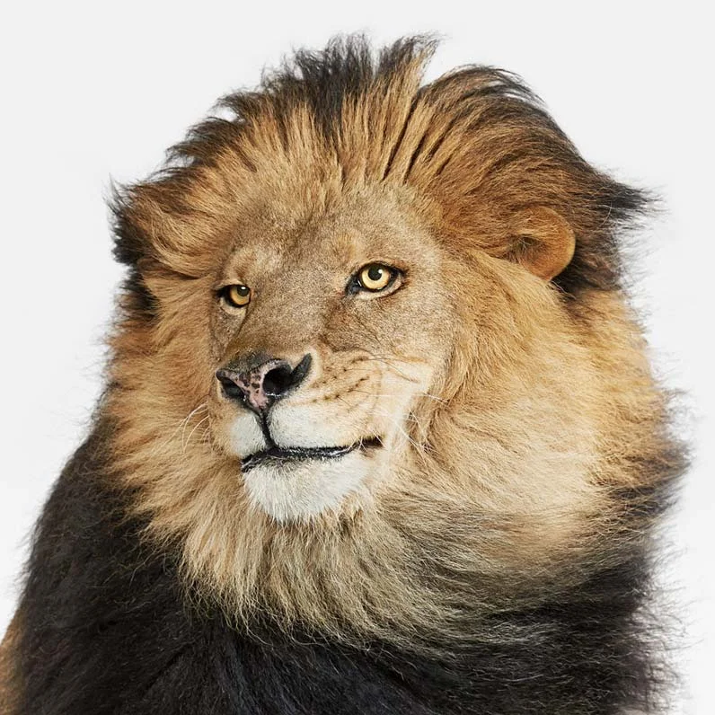 animal-revise-2-3378.jpg