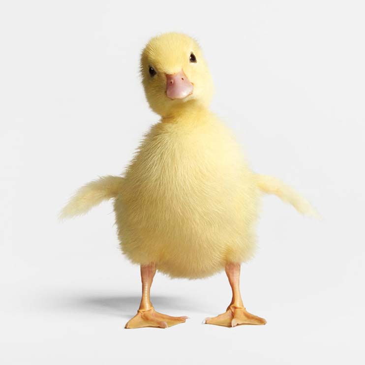 animal-revise-2-3398.jpg