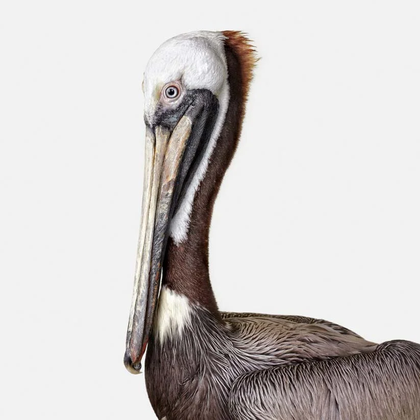 animal-revise-2-3395.jpg