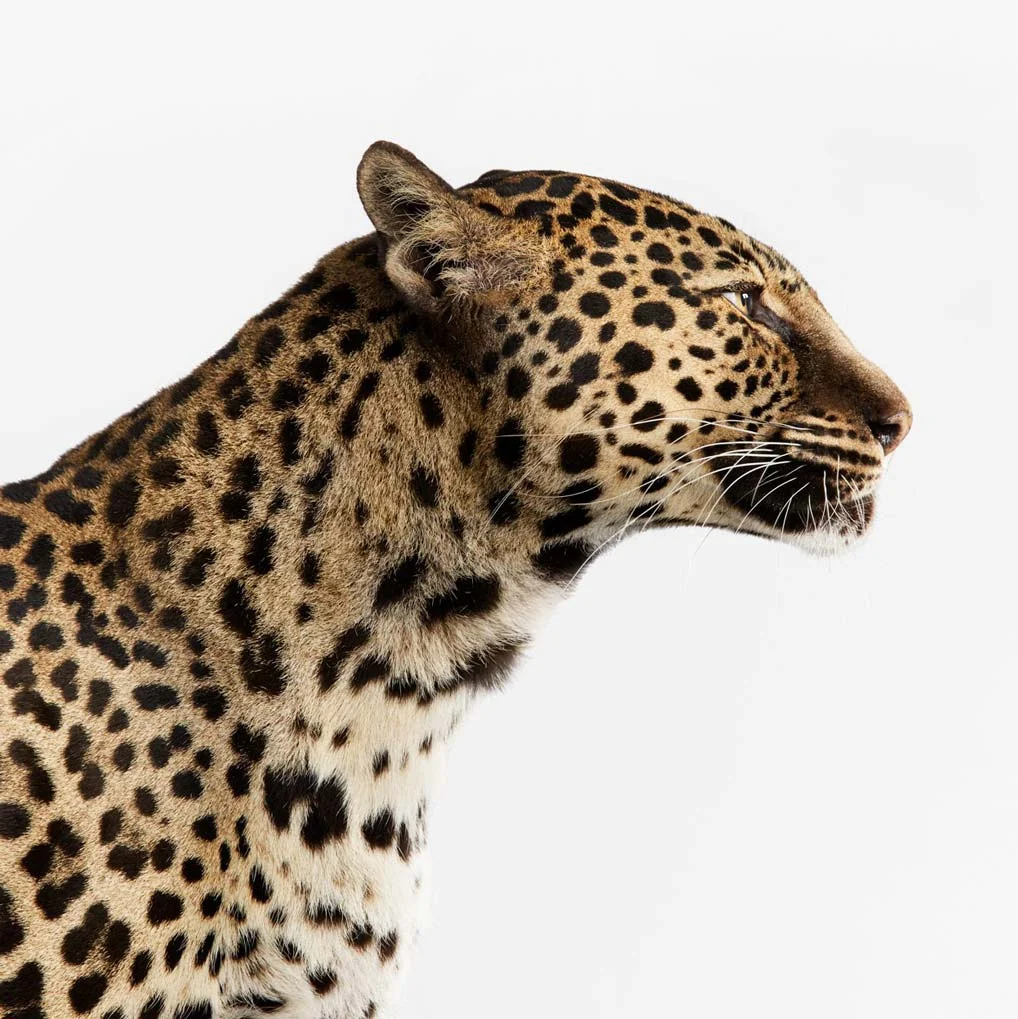animal-revise-2-3420.jpg
