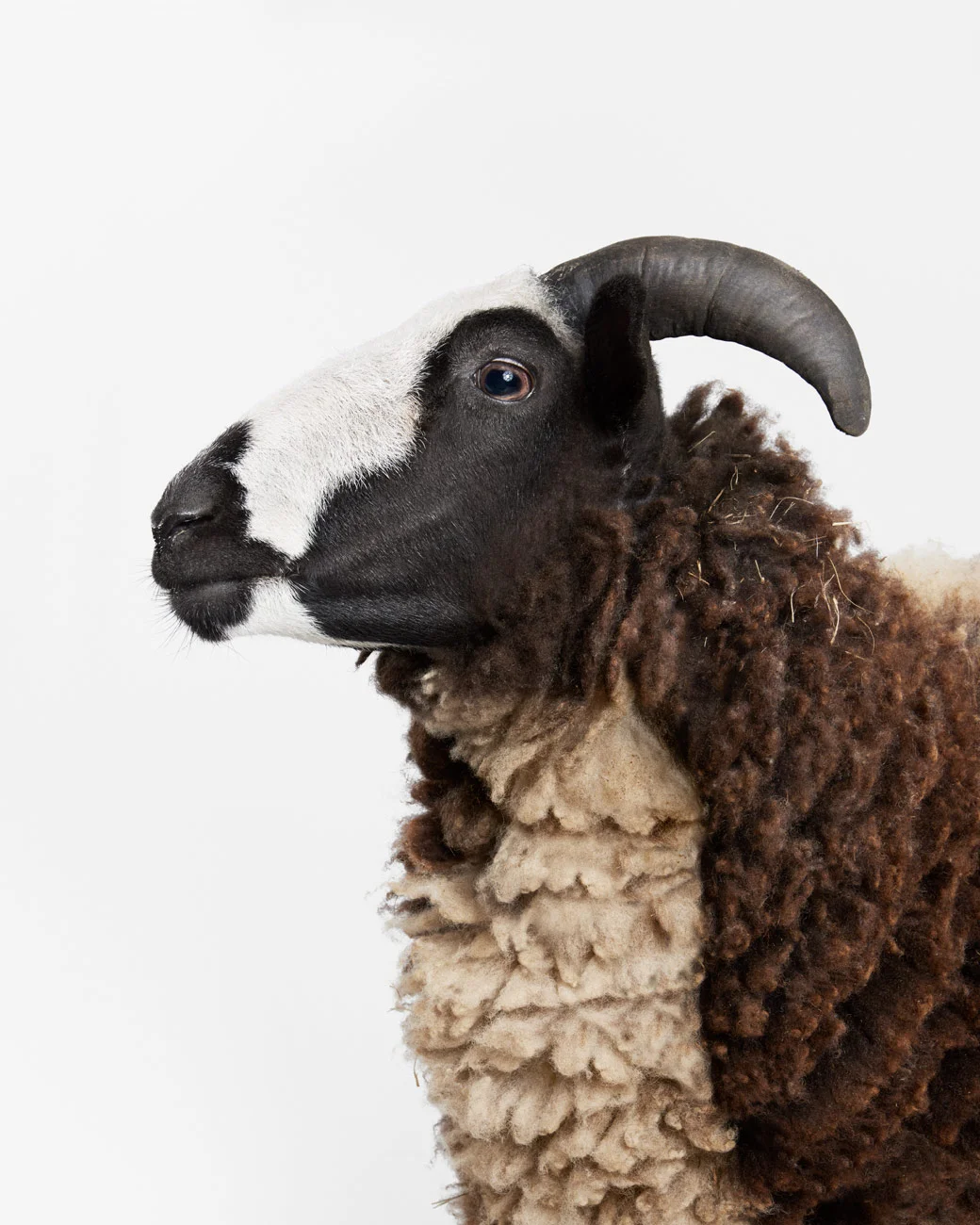 Jacobs_Sheep_1_40x50.jpg