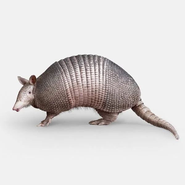 Nine_Banded_Dillo_01_grande.jpg