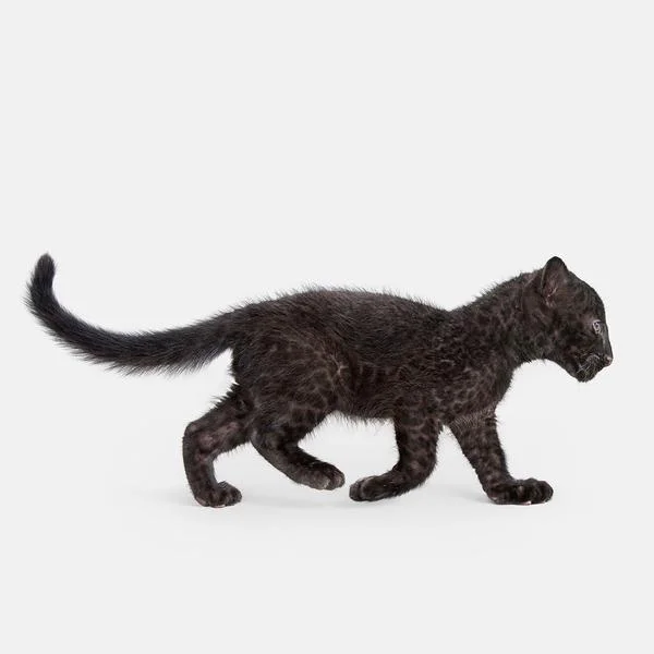 Leopard_Cub_01_grande.jpg