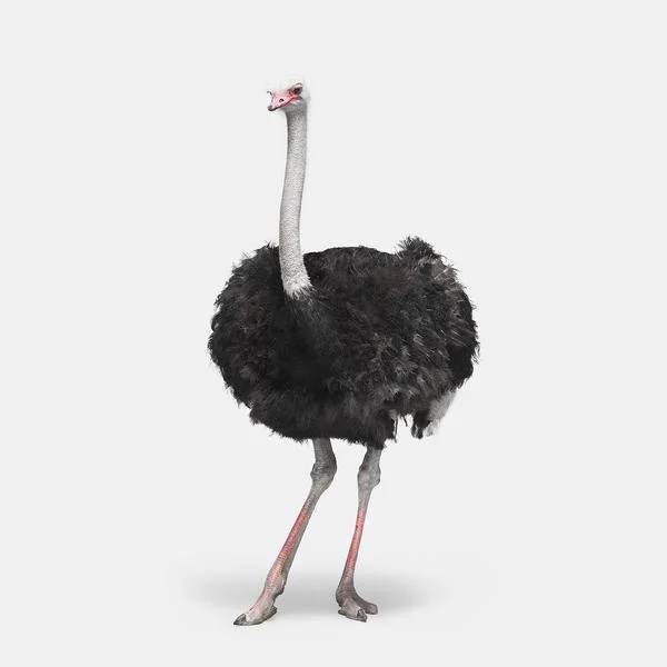 Ostrich_1_grande.jpg