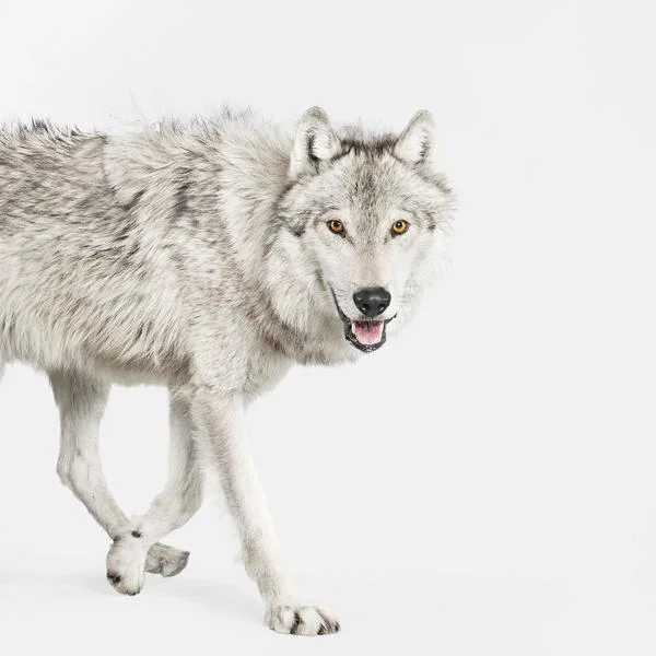 Gray_Timber_Wolf_01_grande.jpg
