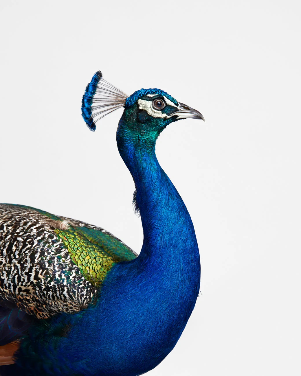 049-049-Blue Peacock.jpg
