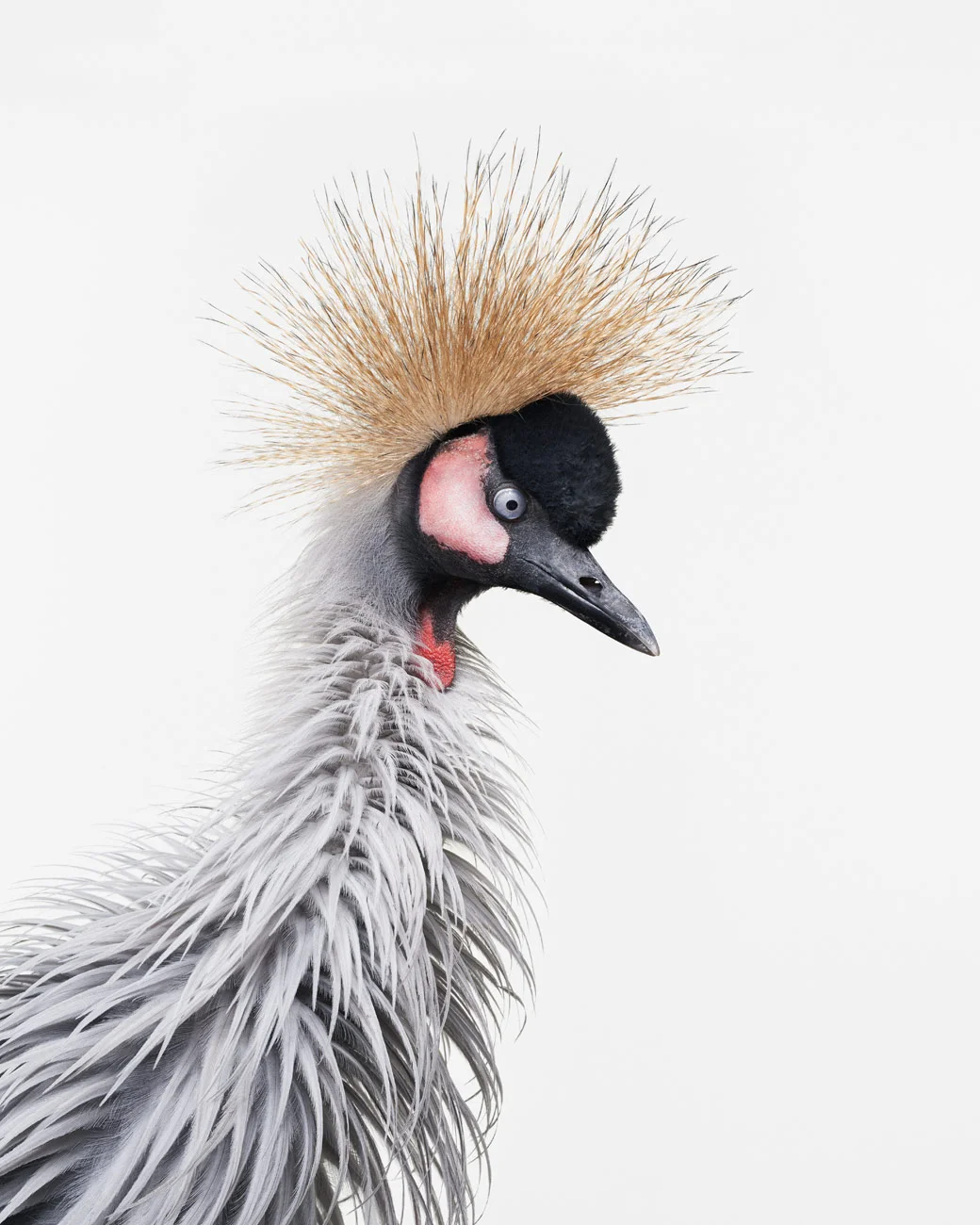 092-092-African Crane No. 4.jpg