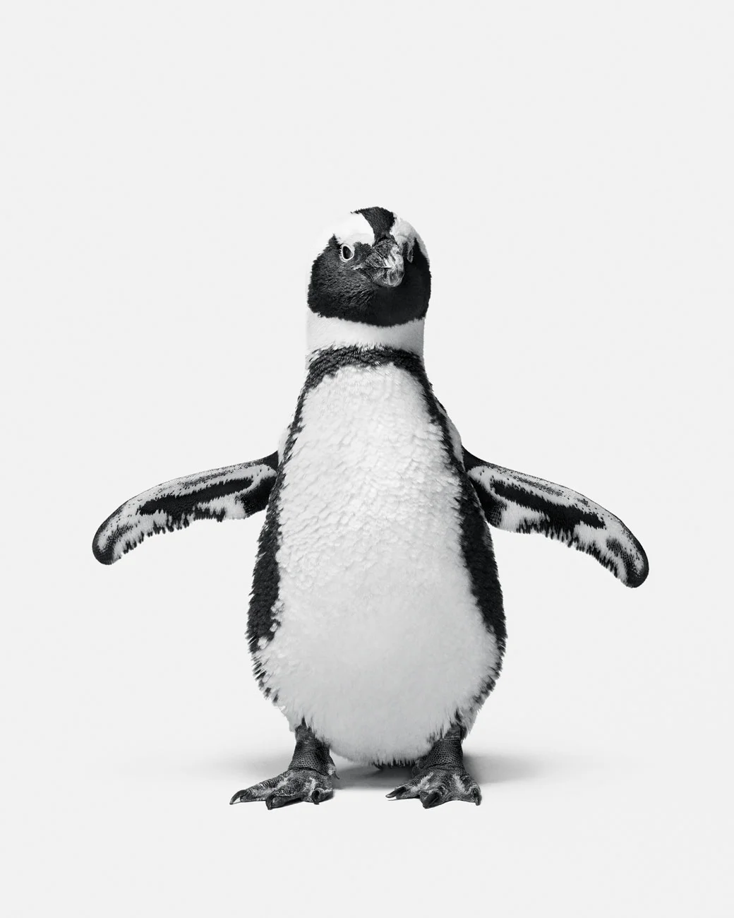 097-097-Penguin No. 1.jpg