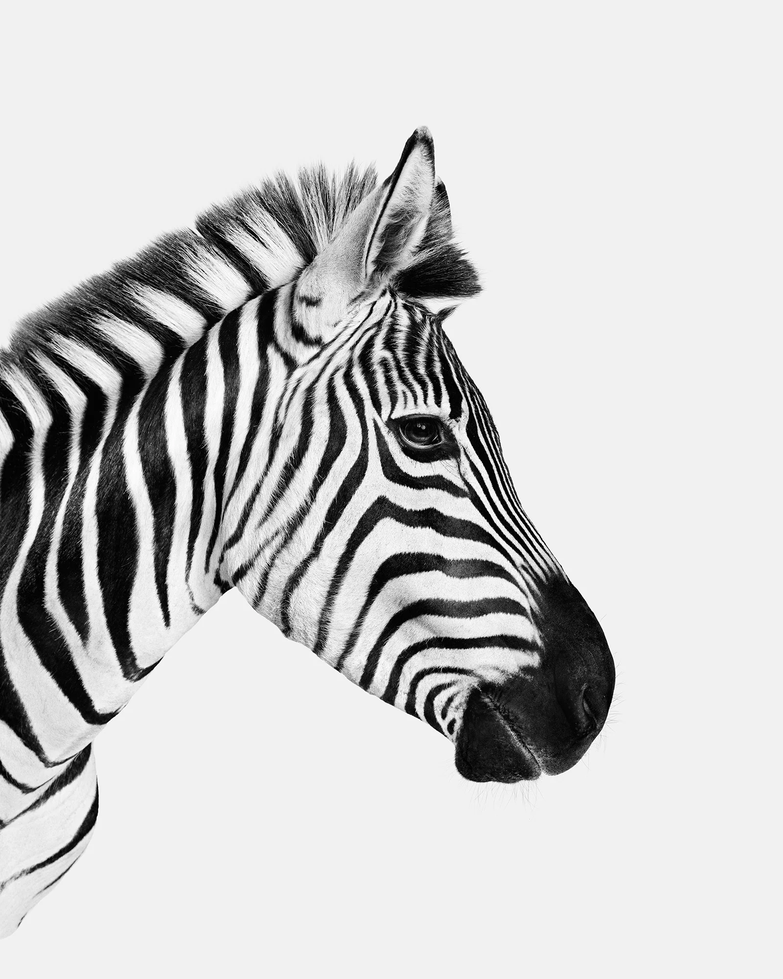 126-B&W Zebra.jpg