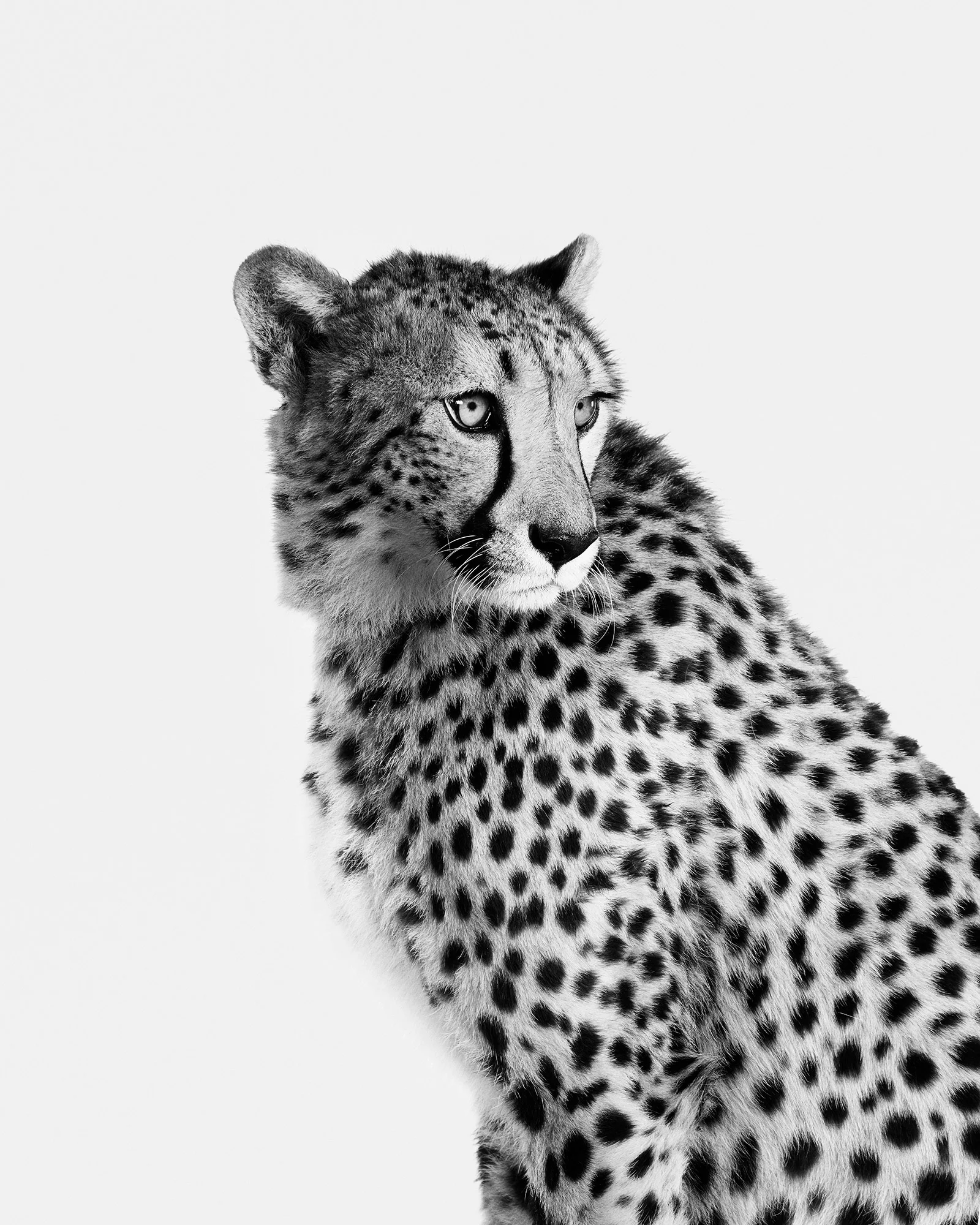 120-B&W Cheeta No. 1.jpg