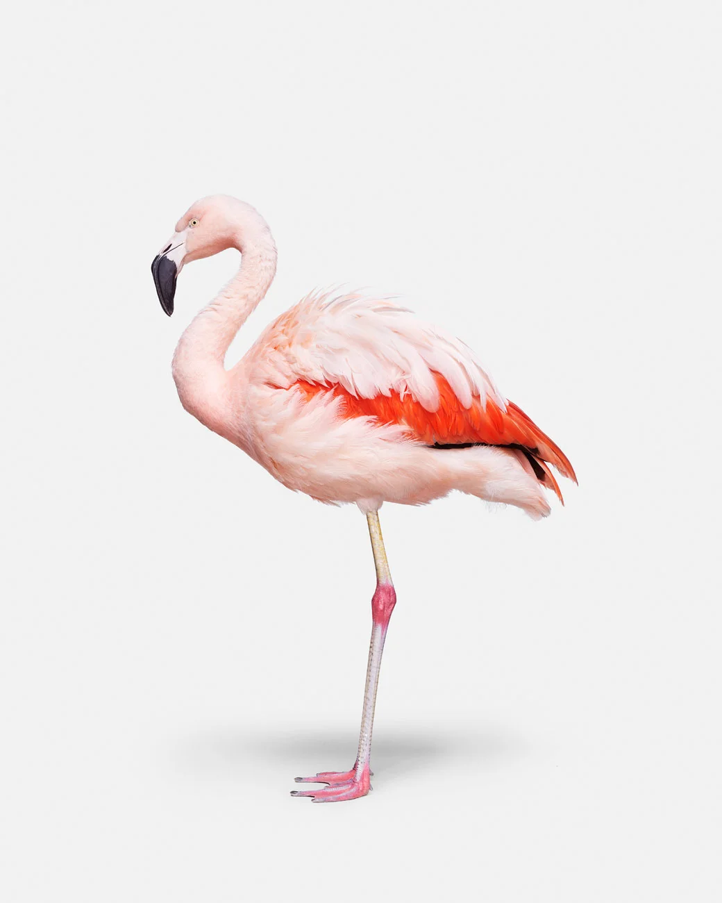 102-102-Flamingo No. 1.jpg