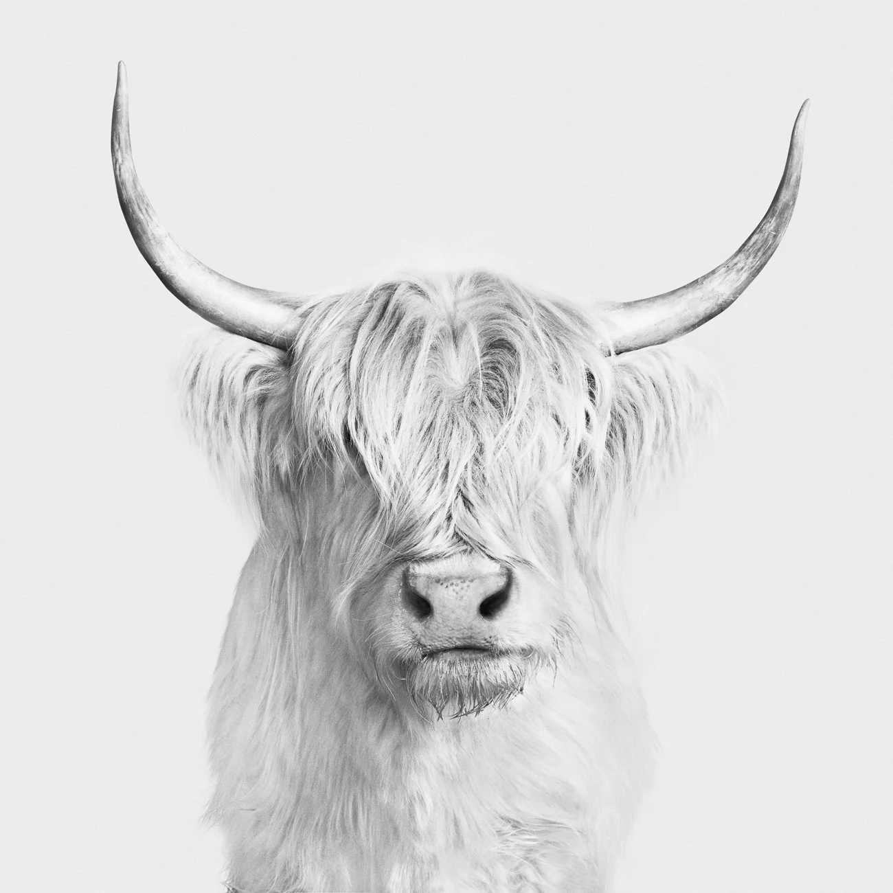 Highland_Cow_1_BW.jpg