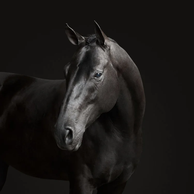 006-006-006-Black+Horse+No.+1.jpg