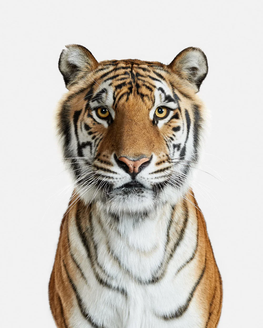 Bengal_Tiger_01_40x50-adjusted (1).jpg