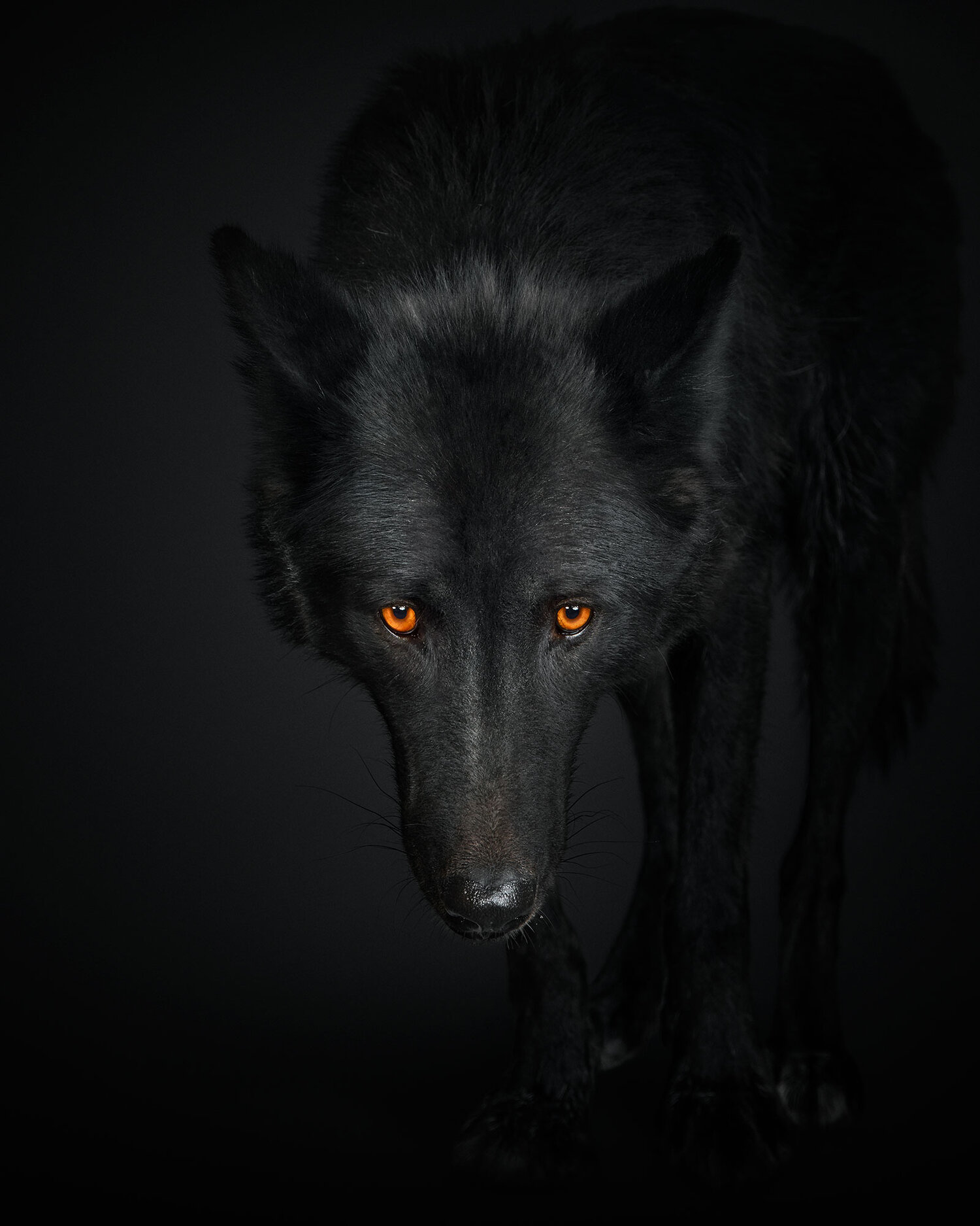 Black Wolf No. 1 — Randal Ford