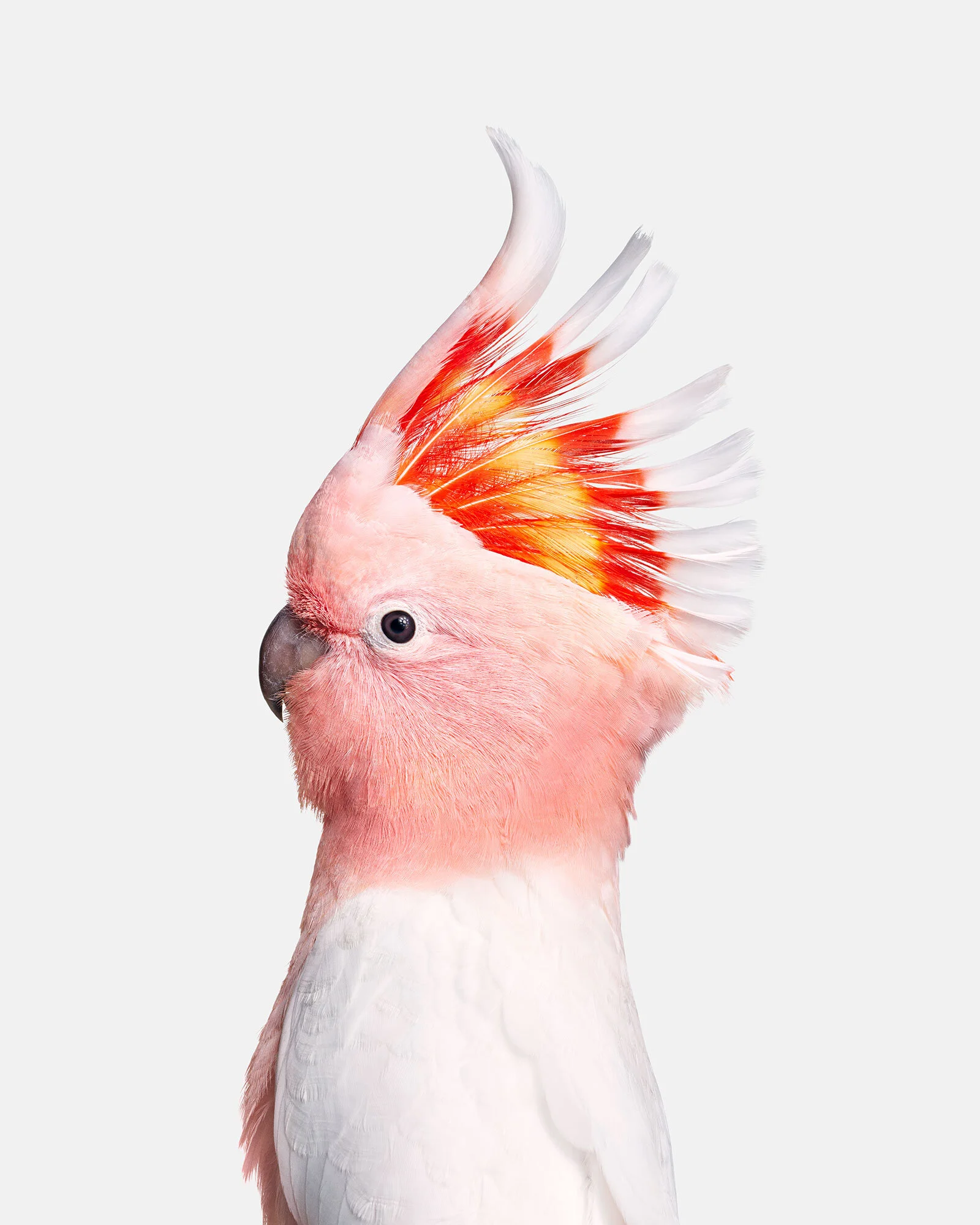 014_pink-cockatoo_VF.jpg