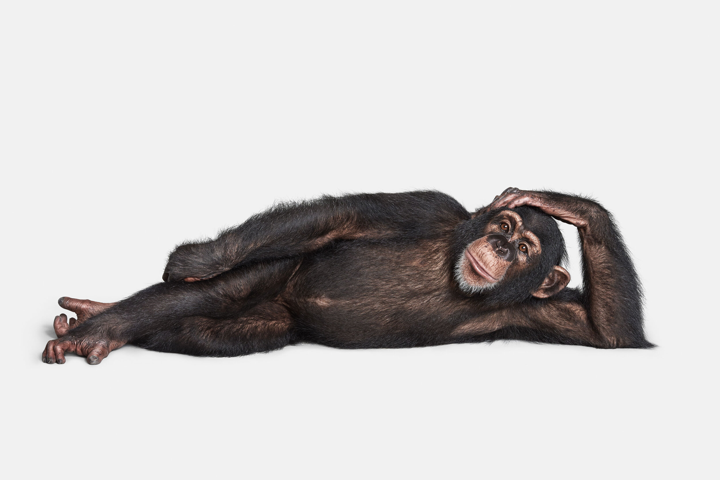 017_Chimp_02_VF-adjusted.jpg