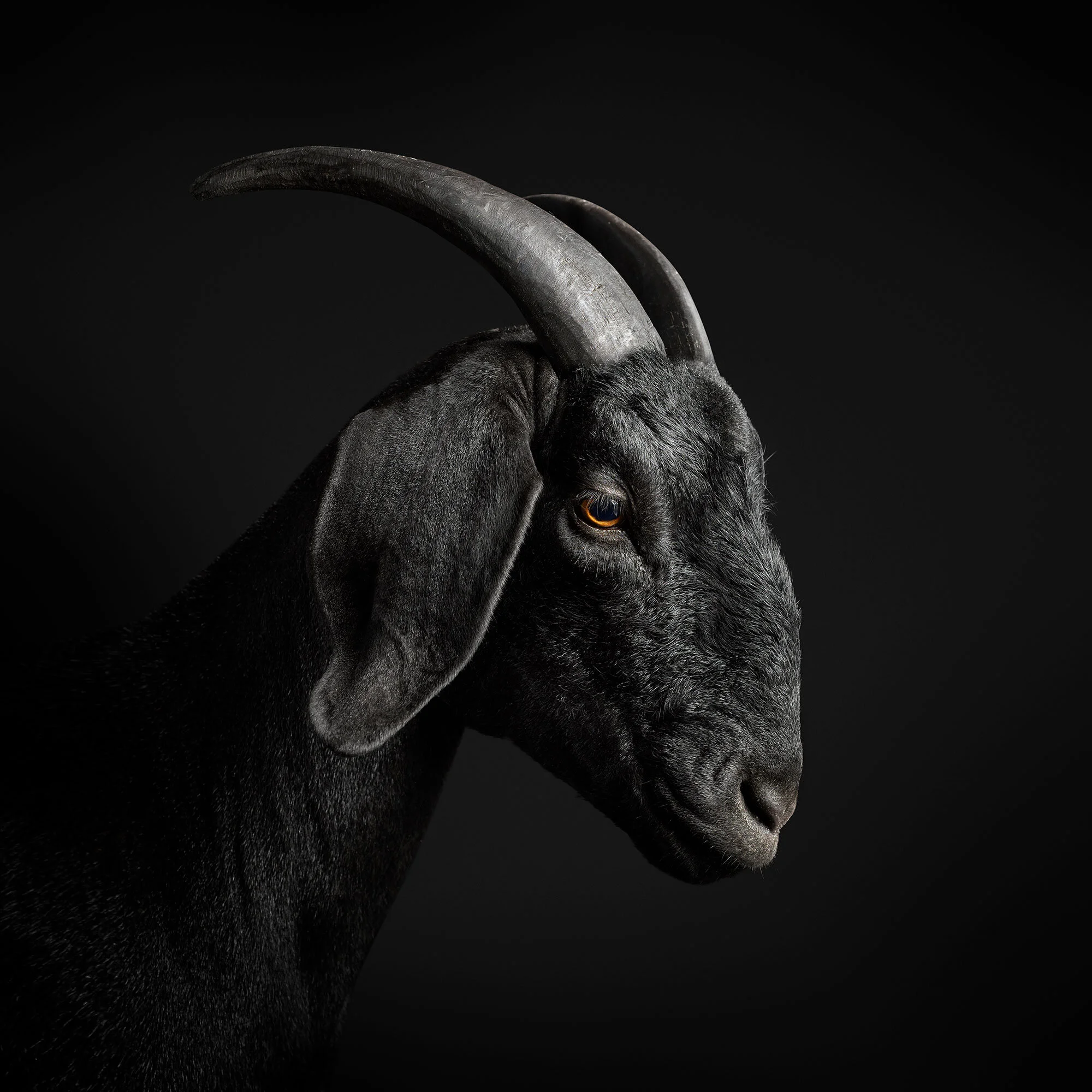 011_black-goat_VF.jpg