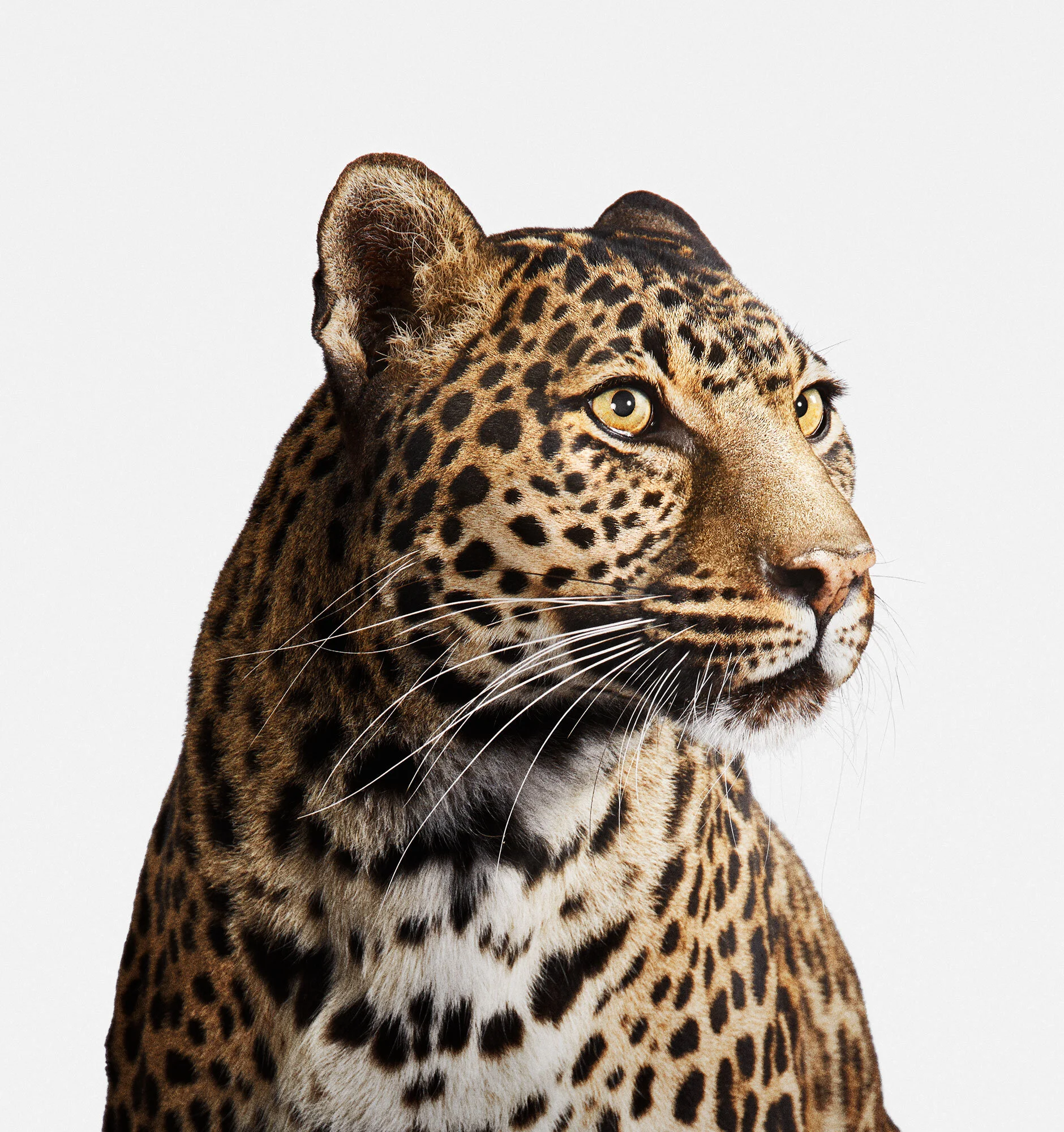 021_Spotted_Leopard_02_VF_v2.jpg