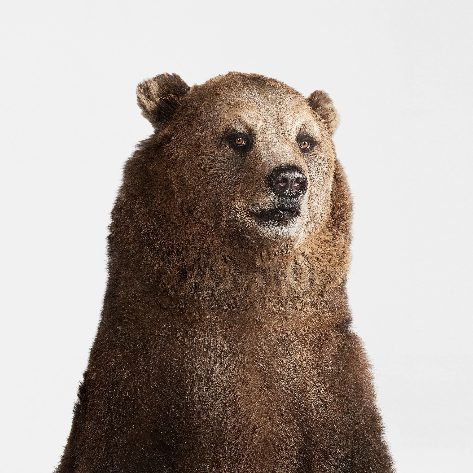 025_Bear_Portrait-Bam-Bam-Redux.jpg
