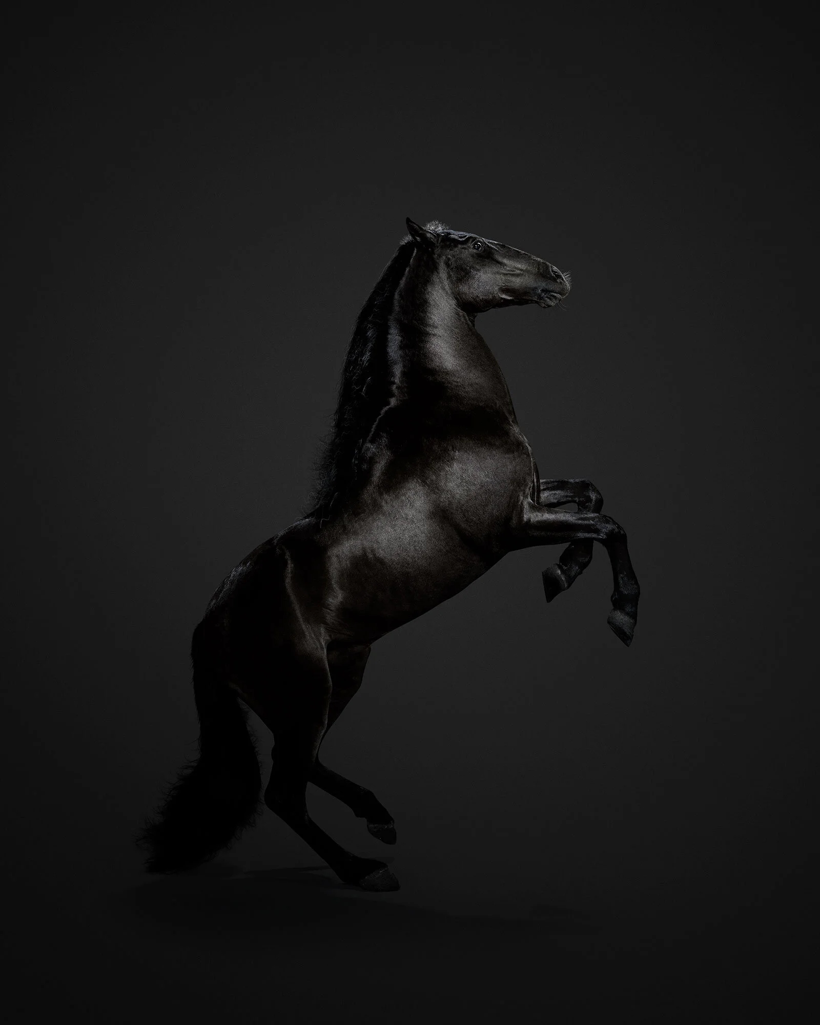 029_Black_Horse_03a_VF.jpg