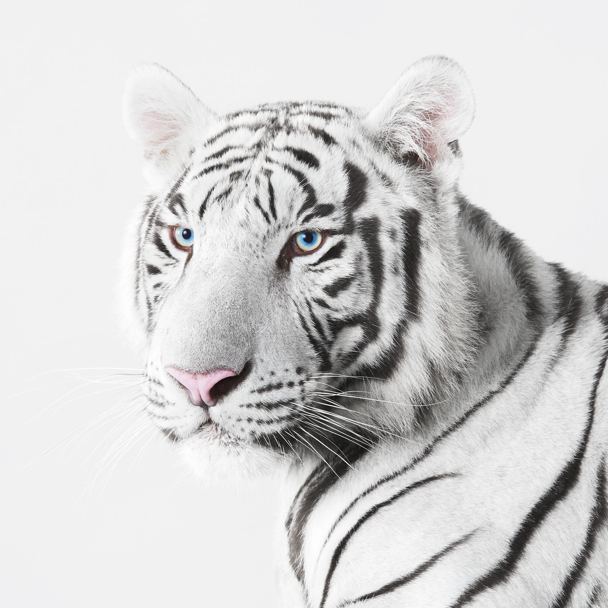 034_White_Tiger_1_VF.jpg