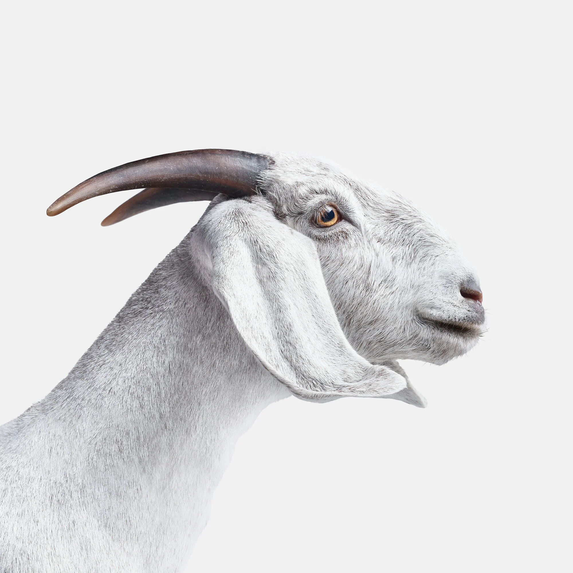 036_white-goat_VF.jpg