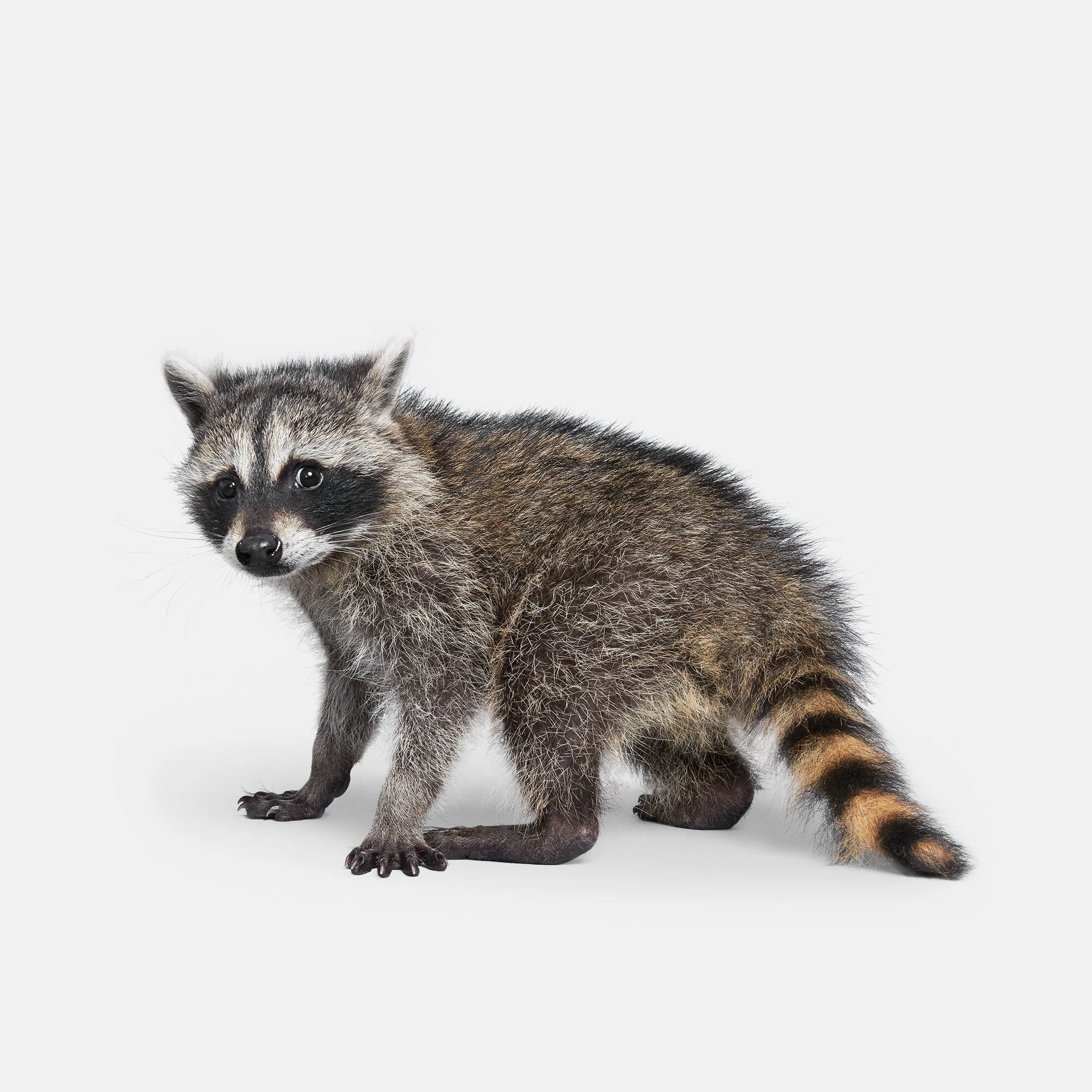 043_Racoon_Baby_VF.jpg
