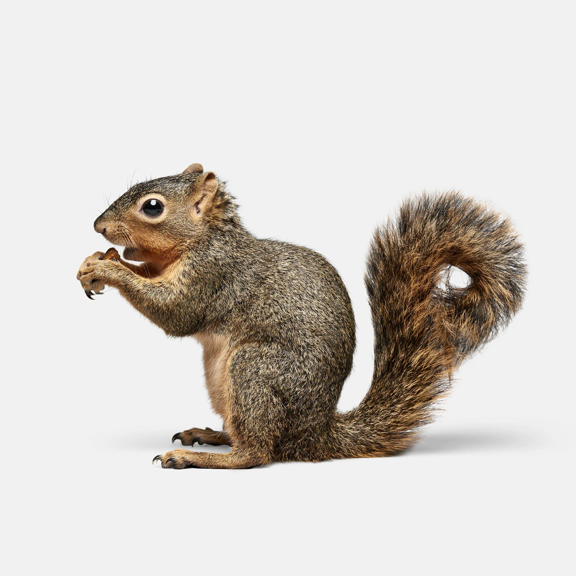 044_squirrel_VF.jpg