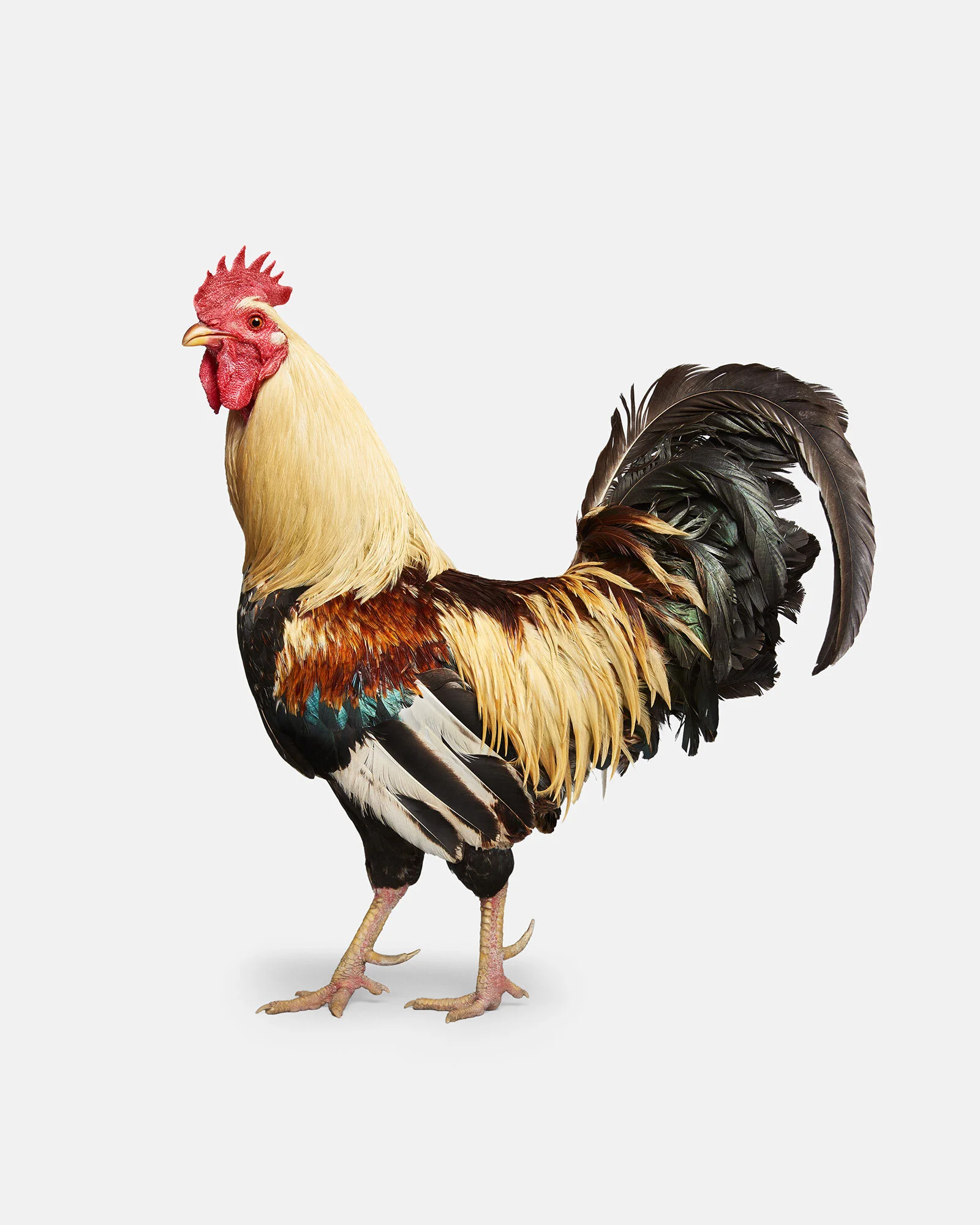 051_Chicken_Rooster_1_VF.jpg