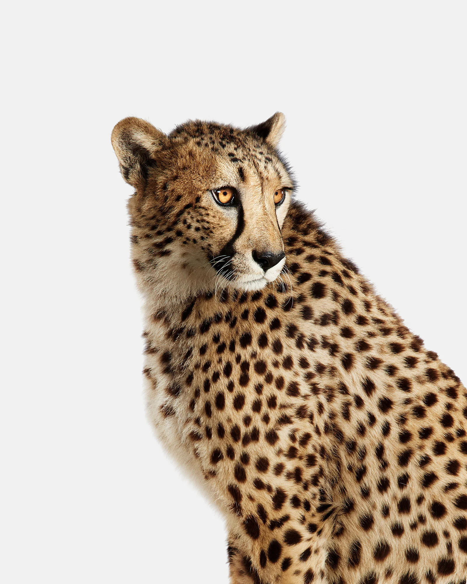062_Cheetah_02-redux.jpg