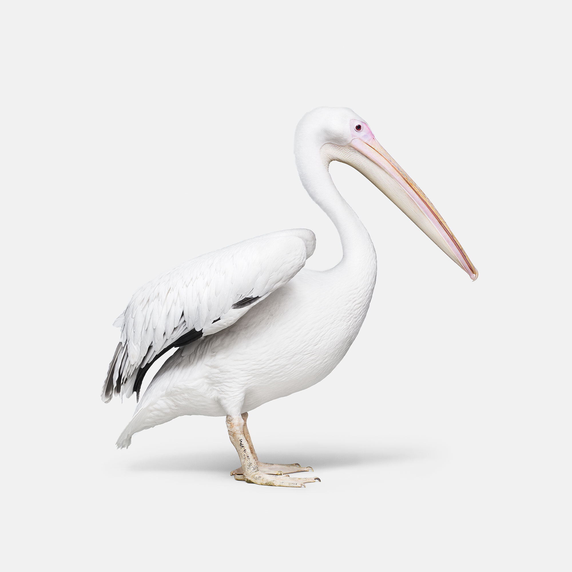 064_African_Pelican_1_VF.jpg