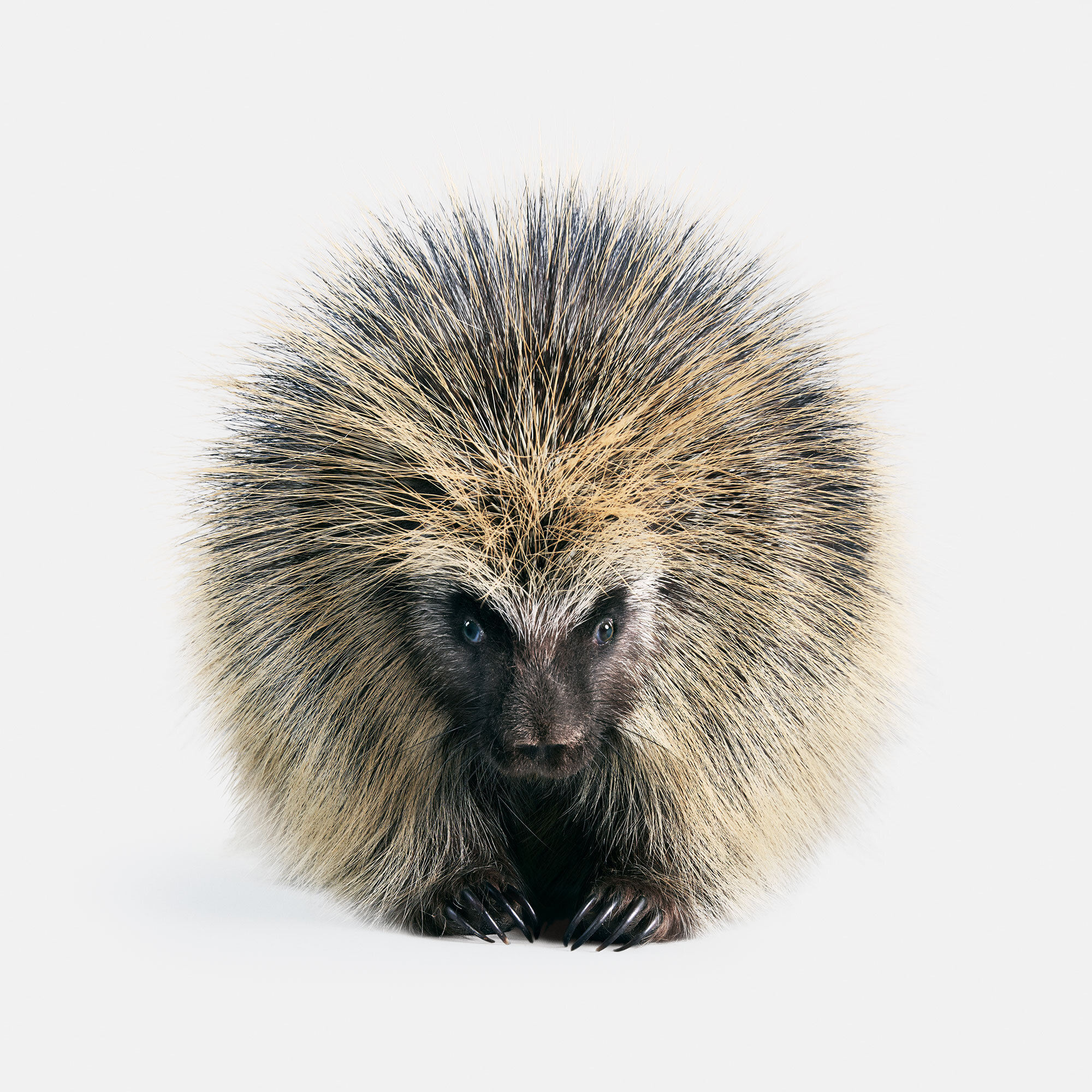 075_North_Am_Porcupine_02-redux_v2.jpg