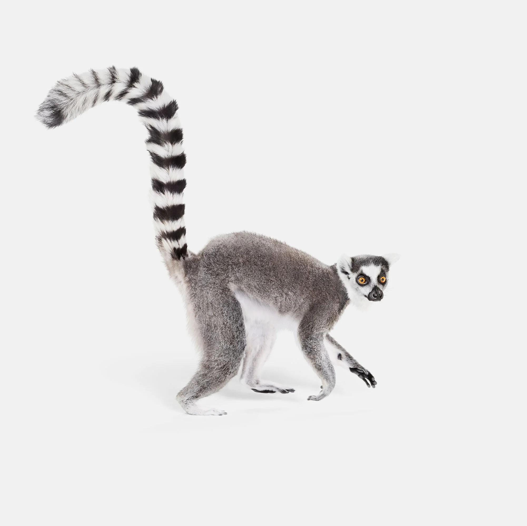 080_Ring_Tailed_Lemur_01_VF.jpg