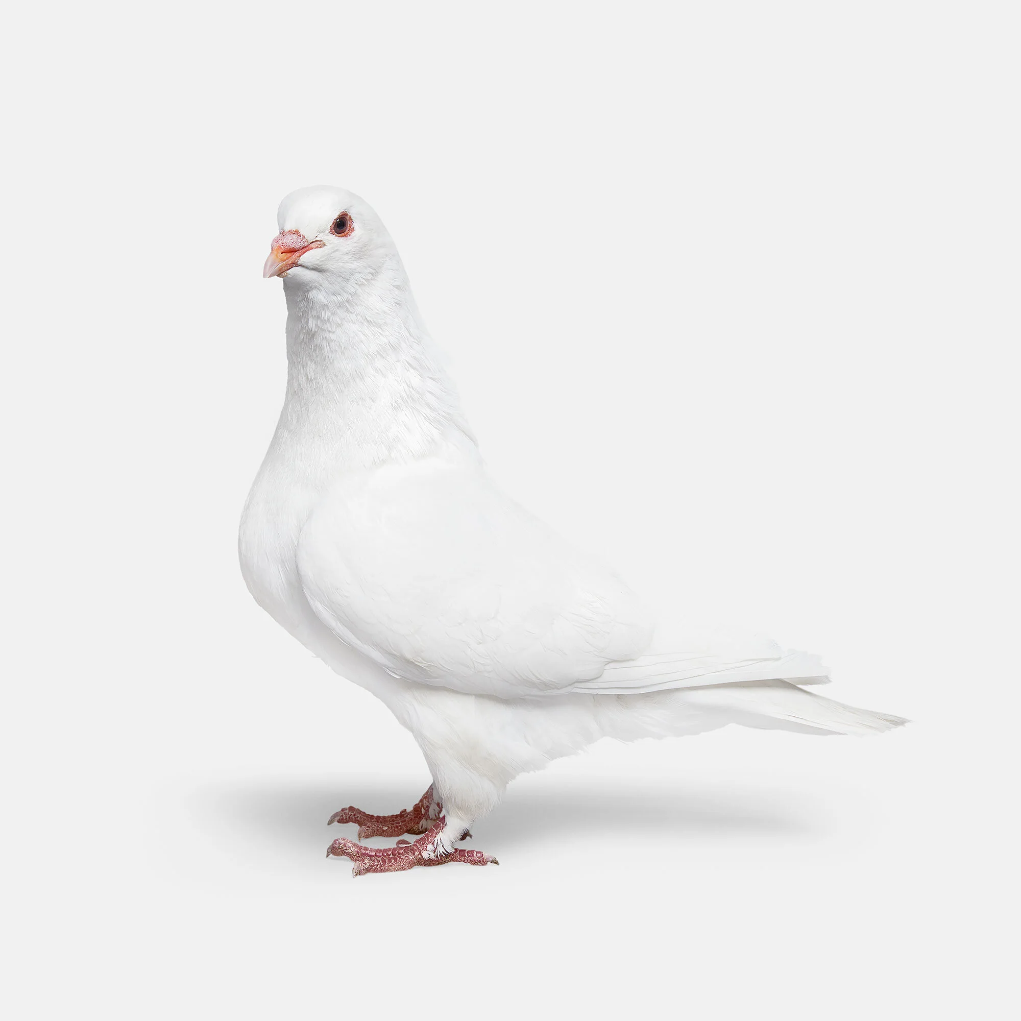 082_Pigeon_01_White_VF.jpg